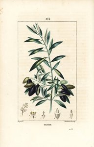 Olivier - Olivo, Olea europaea, con hoja, rama, fruto y semilla. Grabado en cobre a puntos coloreado a mano por Lambert Junior de un dibujo de Pierre Jean-Francois Turpin de 
