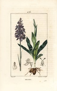 Orquídea masculina o satirión masculino - Orquídea temprana o masculina, Orchis mascula, con flor, tallo, hoja y bulbo. Grabado en cobre a mano coloreado por Lambert Junior de un dibujo de Pierre Jean-Francois Turpin de "La Flore Medicale," Paris, Panckouc de Pierre Jean Francois Turpin