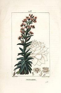 Orpin - Siempreviva común, Sedum majus. Grabado en cobre a puntos coloreado a mano por Lambert Junior de un dibujo de Pierre Jean-Francois Turpin de Chaumeton, Poiret y Chamberet
