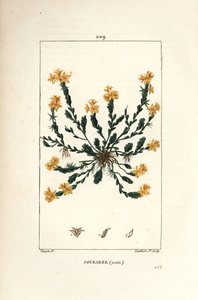 Orpin acre - Sedum acre. Grabado en cobre a puntos coloreado a mano por Lambert Junior de un dibujo de Pierre Jean-Francois Turpin de Chaumeton, Poiret y Chamberet