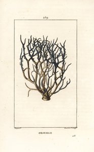 Orseille o púrpura francesa (liquen) - Roccella tinctoria, liquen usado para teñir de las islas de Cabo Verde. Grabado en cobre a mano a color por Lambert Junior de un dibujo de Pierre Jean-Francois Turpin de Chaumeton, Poiret y