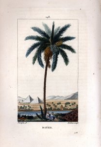 Palmera datilera, Phoenix dactylifera, mostrando frutos y hojas contra un paisaje con pirámides y río. Grabado en cobre a puntos coloreado a mano por Dubois de un dibujo de Pierre Jean-Francois Turpin de Chaumeton, Poiret y Chamberet