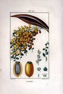 Rama de palma datilera