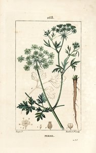 Perejil - Perejil de jardín, Petroselinum crispum, con flor, hoja, tallo, raíz y semilla. Grabado en cobre a puntos coloreado a mano por Lambert Junior de un dibujo de Pierre Jean-Francois Turpin de 