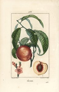 Melocotonero - Melocotonero, Amygdalus persica, con flor, hoja, tallo, fruto maduro y fruto en sección con semilla. Grabado en cobre a mano coloreado por Lambert Junior de un dibujo de Pierre Jean-Francois Turpin de "La Flore Medicale," Paris, Panckoucke de Pierre Jean Francois Turpin