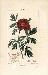 Peonía europea, Paeonia officinalis, con flor, hoja y contorno de partes de la flor. Grabado en cobre a mano a color por Lambert Junior de un dibujo de Pierre Jean-Francois Turpin de Chaumeton, Poiret y Chamberet de Pierre Jean Francois Turpin