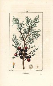 Enebro fenicio o licio o enebro rojo - Enebro fenicio, arar o incienso, Juniperus phoenicea, con rama, hoja y baya. Grabado en cobre a mano coloreado por Lambert Junior de un dibujo de Pierre Jean-Francois Turpin de 