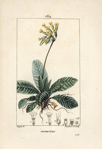 Primavera officinalis o brerelle, cuco, Hierba de la parálisis, Hierba de San Pablo, primorosa - Primula veris, mostrando flor, hoja y raíces. Grabado en cobre a mano coloreado por Lambert Junior de un dibujo de Pierre Jean-Francois Turpin de Pierre Jean Francois Turpin