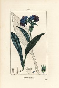 Pulmonaria officinalis - Pulmonaria officinalis, con flor, hoja, tallo y hoja en contorno. Grabado en cobre a mano coloreado por Lambert Junior de un dibujo de Pierre Jean-Francois Turpin de 
