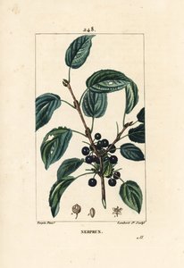 Espino purgante, Espino catártico o Espino medicinal - Espino purgante, Rhamnus cathartica. Ilustración de La Flore Medicale de Pierre Jean Francois Turpin