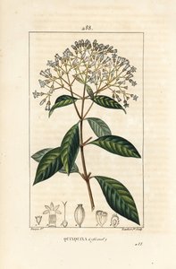 Quinquina - Árbol de la quinina o corteza peruana, Cinchona officinalis, con flor, rama, hoja y semilla. Grabado en cobre a mano coloreado por Lambert Junior de un dibujo de Pierre Jean-Francois Turpin de 