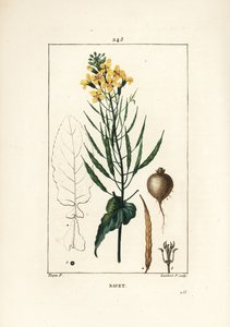 Colza o nabo, Brassica napus, con hoja, flor y raíz. Grabado en cobre a mano coloreado por Lambert Junior de un dibujo de Pierre Jean-Francois Turpin de 