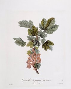 Grosella roja (Ribes rubrum), placa botánica de Pierre Jean Francois Turpin