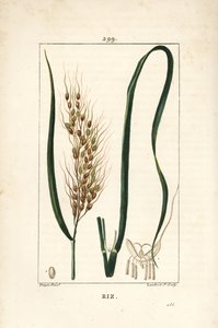 Arroz, Oryza sativa de Pierre Jean Francois Turpin