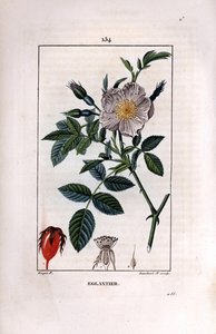 Rama de escaramujo con baya y rosa de Pierre Jean Francois Turpin