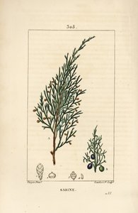 Enebro sabino, Juniperus sabina