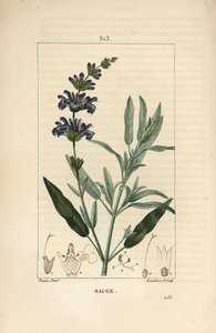 Salvia officinalis - Salvia común, con flor, hoja, tallo y semilla