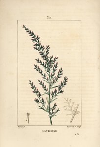 Ajenjo - Artemisia santonicum, con flor, hoja, rama y semilla