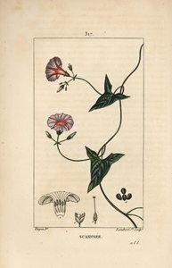 Escamonea - Convolvulus scammonia, con flor, hoja, tallo y zarcillo trepador de Pierre Jean Francois Turpin