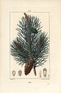 Pino silvestre - Pino silvestre, Pinus sylvestris, con rama, aguja y piña. Grabado en cobre a mano coloreado por Lambert Junior de un dibujo de Pierre Jean-Francois Turpin de "La Flore Medicale," Paris, Panckoucke de Pierre Jean Francois Turpin