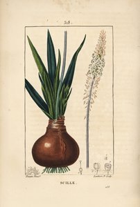 Escila marina, Drimia maritima, con bulbo, hoja, tallo y flor. Grabado en cobre a mano coloreado por Lambert Junior de un dibujo de Pierre Jean-Francois Turpin de Chaumeton, Poiret y Chamberet