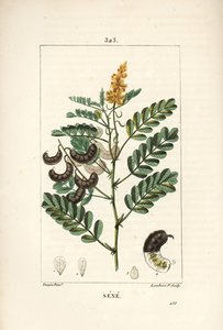 Sene - Sen de Alejandría, con flor, hoja, tallo y semilla de Pierre Jean Francois Turpin