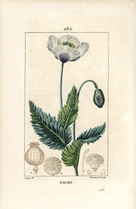 Amapola de jardín u opio, Papaver somniferum, con flor, hoja y cápsula de semilla. Grabado en cobre a mano a color por Lambert Junior de un dibujo de Pierre Jean-Francois Turpin de Chaumeton, Poiret y C