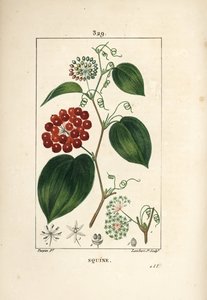 Variedad de Smilax - Smilax china, con flor, zarcillo, hoja y fruto. Grabado en cobre a mano coloreado por Lambert Junior de un dibujo de Pierre Jean-Francois Turpin de 