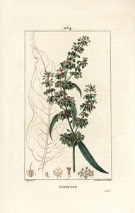 Acedera espinaca o paciencia de los monjes - Rumex patientia, con flor, tallo, hojas, semilla y contorno de hoja. Grabado en cobre a mano a color por Lambert Junior de un dibujo de Pierre Jean-Francois Turpin de Chaumeton, Poiret y de Pierre Jean Francois Turpin