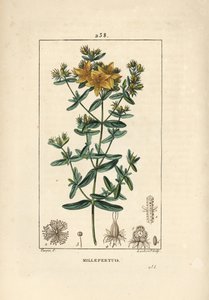 Hierba de San Juan - Hierba de San Juan perforada, Hypericum perforatum. Grabado en cobre a puntos coloreado a mano por Lambert Junior de un dibujo de Pierre Jean-Francois Turpin de Chaumeton, Poiret y Chamberet