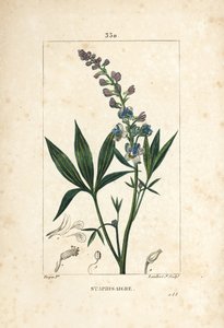 Staphisagria - Delphinium staphisagria, con flor, hoja, tallo y semilla. Grabado en cobre a mano coloreado por Lambert Junior de un dibujo de Pierre Jean-Francois Turpin de 