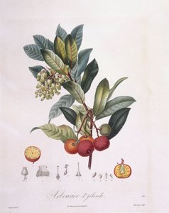 Madroño (Arbutus unedo), placa botánica de Pierre Jean Francois Turpin