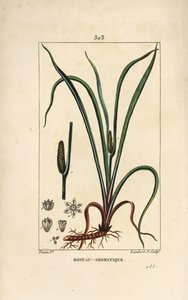 Acorus calamus, con semilla, hoja y raíz. Grabado en cobre a mano coloreado por Lambert Junior de un dibujo de Pierre Jean-Francois Turpin de 