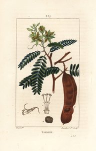 Tamarindus indica, mostrando flor, hoja y vaina de semilla. Grabado en cobre a mano coloreado por Lambert Junior de un dibujo de Pierre Jean-Francois Turpin