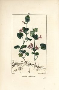 Hiedra terrestre - Hiedra terrestre, Hedera terrestris. Grabado en cobre a puntos coloreado a mano por Lambert Junior de un dibujo de Pierre Jean-Francois Turpin de Chaumeton, Poiret y Chamberet