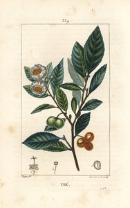 El té - Camellia sinensis, mostrando hoja, fruto y flor. Grabado en cobre a mano coloreado por Lambert Junior de un dibujo de Pierre Jean-Francois Turpin de “La Flore Médicale” de Chaumeton, Poiret y Chamberet de Pierre Jean Francois Turpin