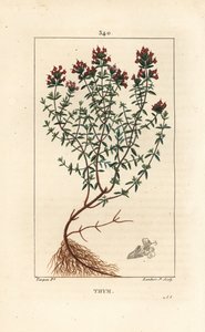 Tomillo, Thymus vulgaris, mostrando flor, hoja, tallo y raíz. Grabado en cobre a mano coloreado por Lambert Junior a partir de un dibujo de Pierre Jean-Francois Turpin de 