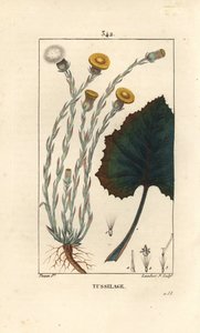 Tussilago farfara, con flor, hoja, tallo y raíz. Grabado en cobre a mano coloreado por Lambert Junior de un dibujo de Pierre Jean-Francois Turpin de Pierre Jean Francois Turpin