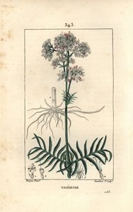 Valeriana de las colinas o Valeriana con hojas pequeñas de Pierre Jean Francois Turpin