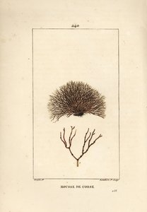Variedad de fucus - Alga marina, Fucus helminthocorton. Grabado en cobre a mano coloreado por Lambert Junior de un dibujo de Pierre Jean-Francois Turpin de 