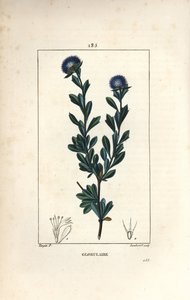 Variedad de globular - Globularia de hojas dentadas, Globularia fruticosa. Grabado en cobre a puntos coloreado a mano por Lambert Junior de un dibujo de Pierre Jean-Francois Turpin de Chaumeton, Poiret y Chamberet