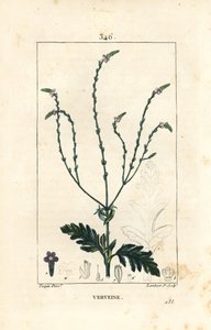 Verbena o Hierba Sagrada, Vena de Venus o Hierba de Bruja - Verbena officinalis. Grabado en cobre a mano coloreado por Lambert Junior de un dibujo de Pierre Jean-Francois Turpin de 