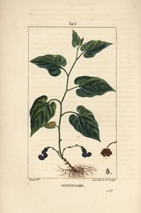 Serpentaria de Virginia - Aristolochia serpentaria, con flor, hoja, tallo, semilla y raíz de Pierre Jean Francois Turpin