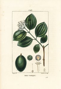 Vomiker - Árbol de estricnina o nuez venenosa, Strychnos nux-vomica, con fruto, semilla, hoja y flor. Grabado en cobre a puntos coloreado a mano por Lambert Junior de un dibujo de Pierre Jean-Francois Turpin de 