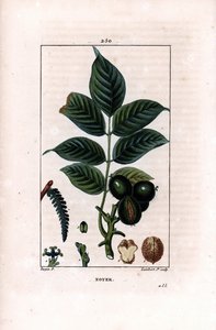 Rama de nogal con nueces - Nogal, Juglans regia, con rama, hojas, fruto maduro, nuez en cáscara y en sección. Grabado en cobre a puntos coloreado a mano por Lambert Junior de un dibujo de Pierre Jean-Francois Turpin de Chaumeton, Poiret y Chamberet