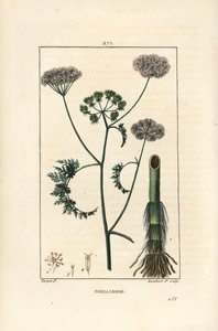Cicuta de agua, Oenanthe aquatica, con flor, hoja, tallo y raíz. Grabado en cobre a mano coloreado por Lambert Junior de un dibujo de Pierre Jean-Francois Turpin de Chaumeton, Poiret y Chamberet