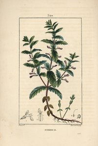 Teucrium scordium, mostrando flor, hoja, tallo y raíces. Grabado en cobre a mano coloreado por Lambert Junior de un dibujo de Pierre Jean-Francois Turpin de Pierre Jean Francois Turpin