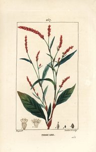 Pimienta de agua - Pimienta de agua, Persicaria hydropiper (Polygonum hydropiper), con flor, tallo y hoja. Grabado en cobre a puntos coloreado a mano por Lambert Junior de un dibujo de Pierre Jean-Francois Turpin de 