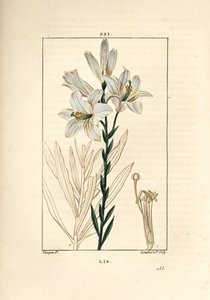 Lirio blanco o lirio de la madonna - Lirio blanco, Lilium candidum. Grabado en cobre a puntos coloreado a mano por Lambert Junior de un dibujo de Pierre Jean-Francois Turpin de 