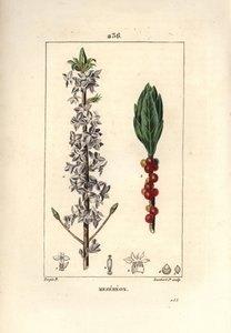 Madera bonita, bonita, verde, verde madera, Daphne bonita madera - Mezereon, Daphne mezereum. Grabado en cobre a puntos coloreado a mano por Lambert Junior de un dibujo de Pierre Jean-Francois Turpin de 